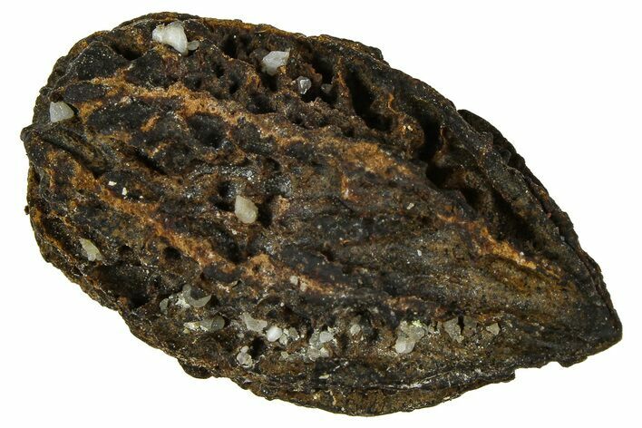Pliocene Fossil Butternut Tree (Juglans) Nut - France #365421